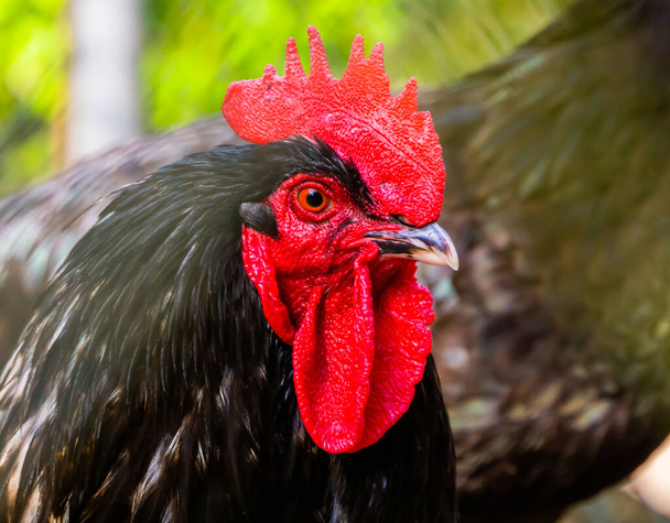 Australorp pollo con la sua faccia in primo piano, noto anche come Orpington nero, popolare razza ornamentale e utilità - Foto, immagini