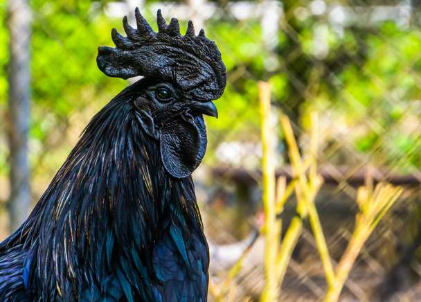 Ayam Cemani visage en gros plan, poulet complètement noir, race rare d'Indonésie - Photo, image