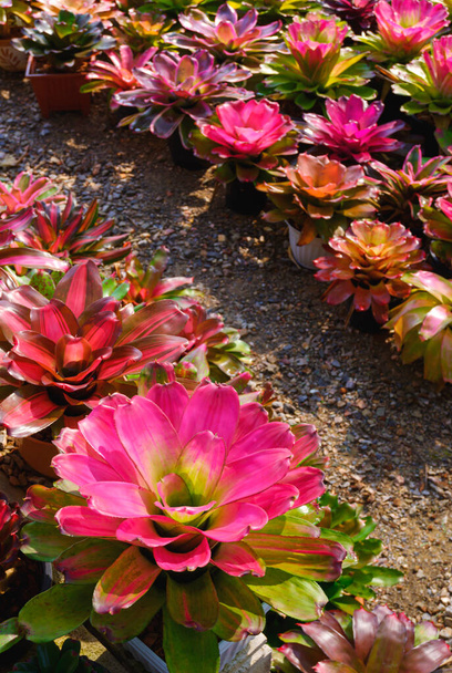 Ряд красочных розовый с различными типами бромелий растения цветут в саду области дома в вертикальной рамке - Фото, изображение