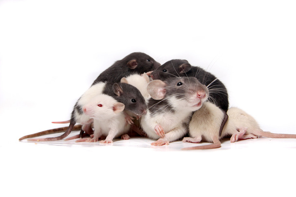 Bebé ratas escalando en madre rata
 - Foto, Imagen
