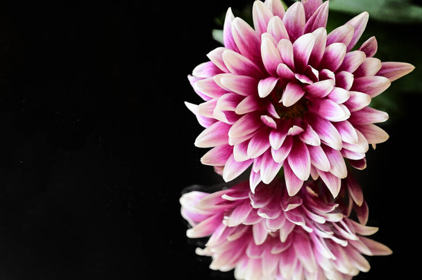 beautiful chrysanthemum flowers on the dark background - Zdjęcie, obraz
