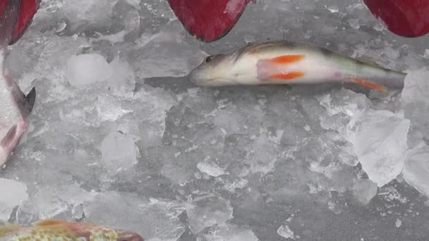 冬の川の氷の上の魚大ラフ - 映像、動画