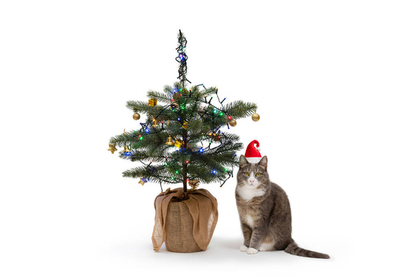 Cat with the santa claus hat sitting next to the christmas tree on white background. Feline with the festive hat celebrating xmas. - Photo, Image