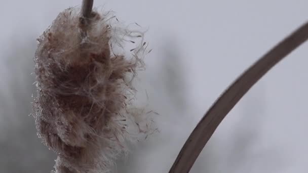 Reed vyschlé koryto řeky, zima - Záběry, video