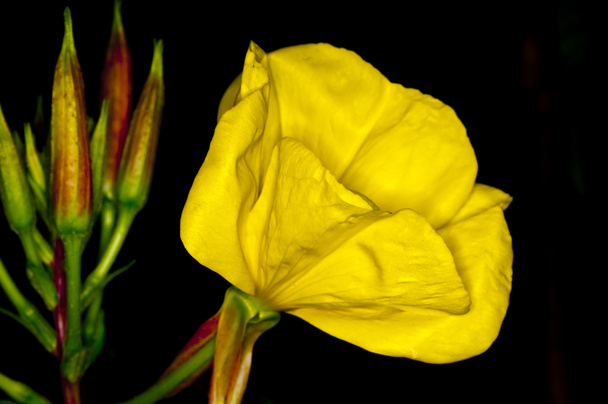 Evening primrose - Photo, Image
