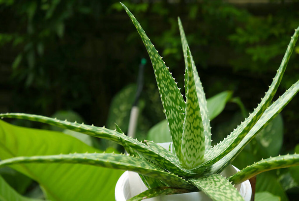 Пятнистая форма Алоэ Вера Вар. Chinensis Plant in the Garden - Фото, изображение