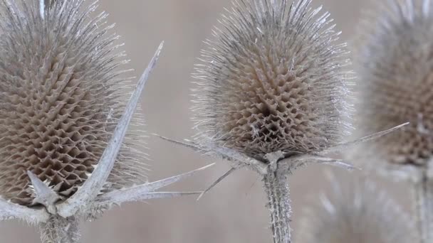 Ξηρό γαϊδουράγκαθο σπόρων προς σπορά μακροεντολή, χειμώνα - Πλάνα, βίντεο