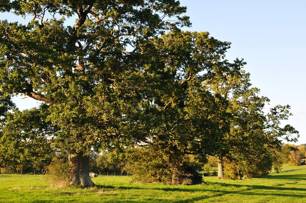 Scenic näkymä tammi puita seisoo vihreällä kentällä - Valokuva, kuva