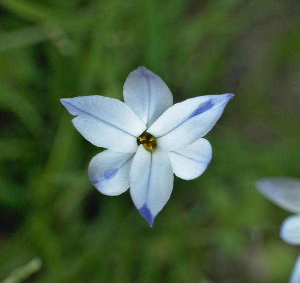 Fiore stellato Tristagma uniflorum. Colore azzurro, bianco e lilla. Formato da sei petali sovrapposti tre per tre. - Foto, immagini