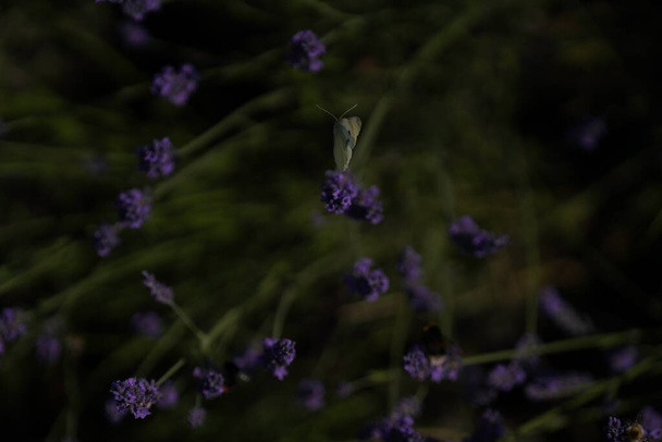 kwiat sfotografowany w lokalnym ogrodzie w Bawarii - Zdjęcie, obraz