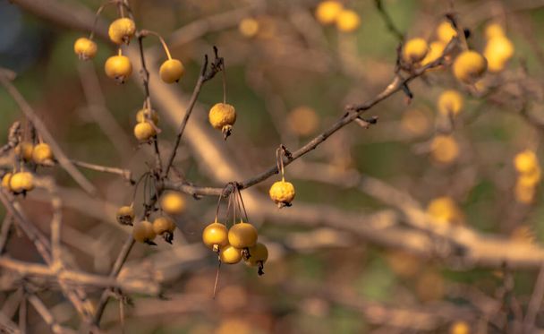 Желтые плоды на ветвях яблони Золотой Шершень - Фото, изображение