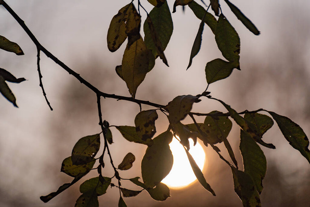 Bir daldaki yaprakların arasından geçen güneş diski - Fotoğraf, Görsel