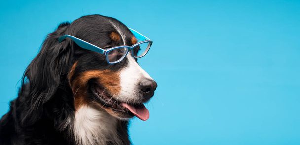 Cão marrom com óculos em um fundo azul. Foto de alta qualidade - Foto, Imagem