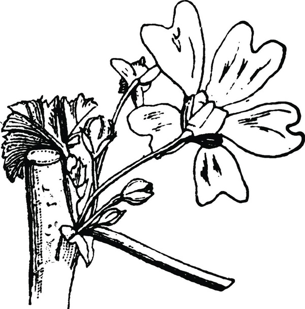 Φασόλι από Mallow Λουλούδια vintage εικονογράφηση.  - Διάνυσμα, εικόνα