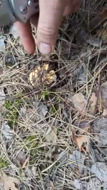 人間の手は乾いた松の針と苔の層の下にシャンテルキノコを見つけます。黄色い小房が木に生えています。シャネルでいっぱいの森のグレード。キノコを探しています。森の中で収穫 - 映像、動画