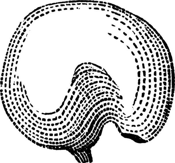 Chickweed , engraved simple vector illustration - Vektör, Görsel