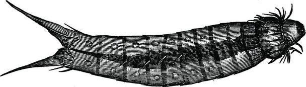 Kinorhynch illustrazione vettoriale vintage in bianco e nero - Vettoriali, immagini