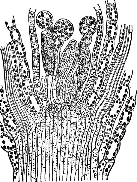 Bryophyta, engraved simple vector illustration - Vector, Image