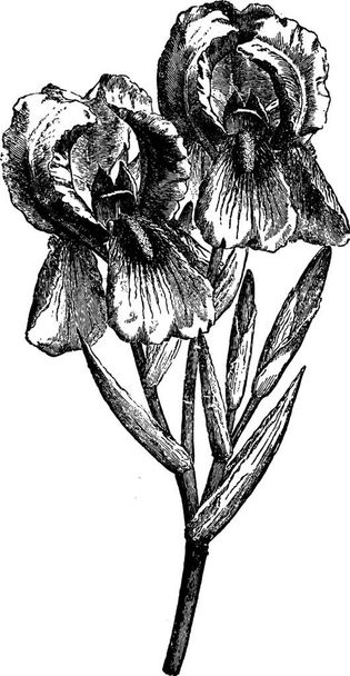 Iris, engraved simple vector illustration - Vector, Image