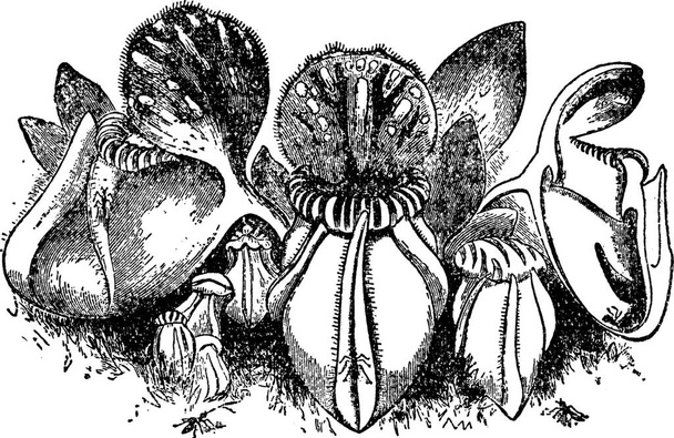 flower Cephalotus vintage illustration.  - Vecteur, image
