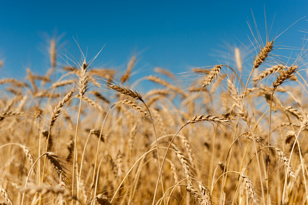 Golden wheat - Photo, Image