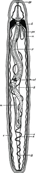 Nemertea zwart-wit vintage vector illustratie - Vector, afbeelding