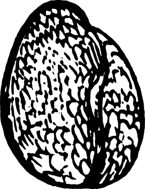 Seed fekete-fehér évjárat vektor illusztráció - Vektor, kép