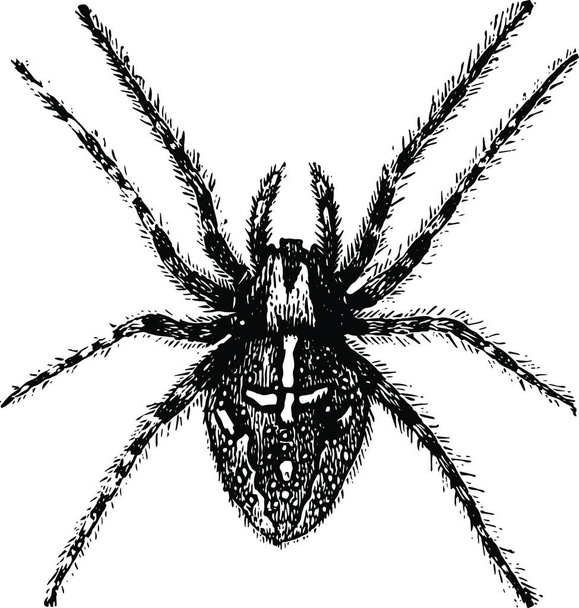 Pavouk, rytá jednoduchá vektorová ilustrace - Vektor, obrázek