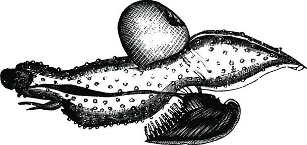 Carinaria, illustration vectorielle vintage - Vecteur, image