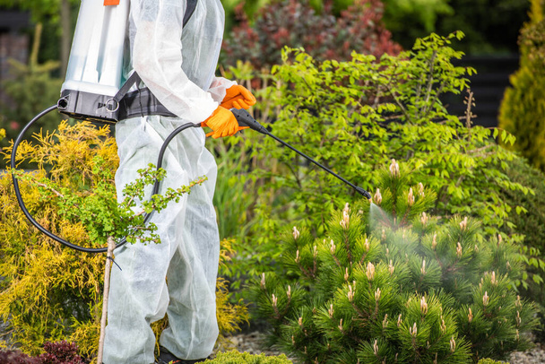 Profesjonalny ogrodnik w zakresie bezpieczeństwa Jednolite rozpylanie pestycydów na roślinach przy użyciu opryskiwacza pompy. Temat ogrodnictwa. - Zdjęcie, obraz