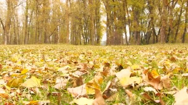 Őszi színes lehullott levelek. Csúszó kamera. - Felvétel, videó