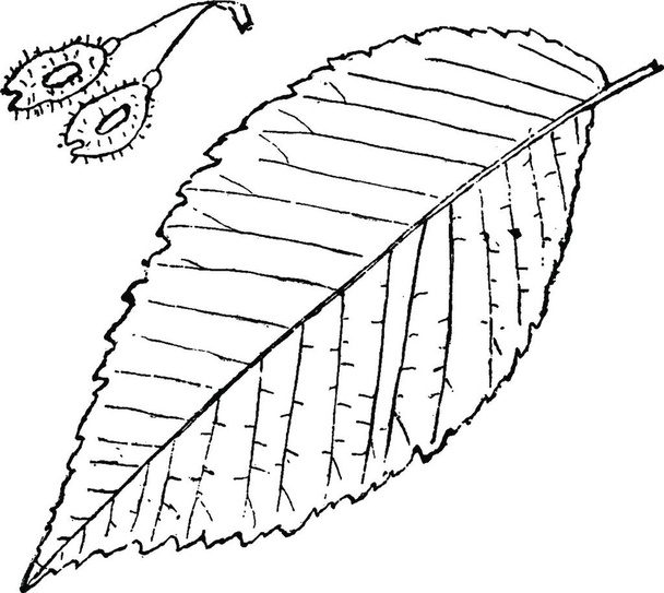 "Винтажная иллюстрация Genus Ulmus, L. (Elm). " - Вектор,изображение