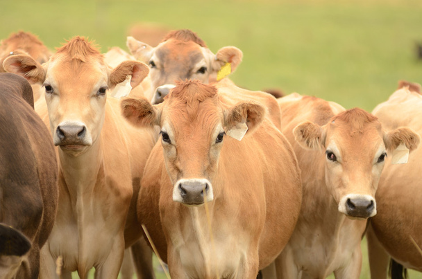 Vacas de Jersey
 - Foto, Imagen