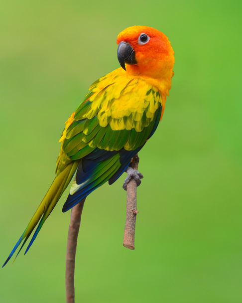 Güneş conure papağan kuş - Fotoğraf, Görsel