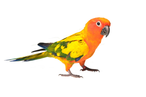 НД папуга птах
 - Фото, зображення