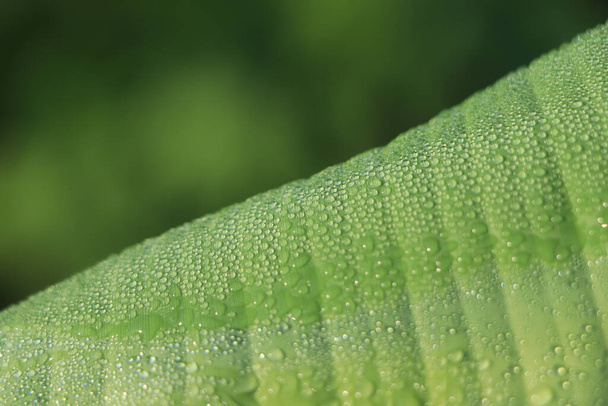 lähikuva vesipisara vihreä tuore banaani lehtiä
 - Valokuva, kuva