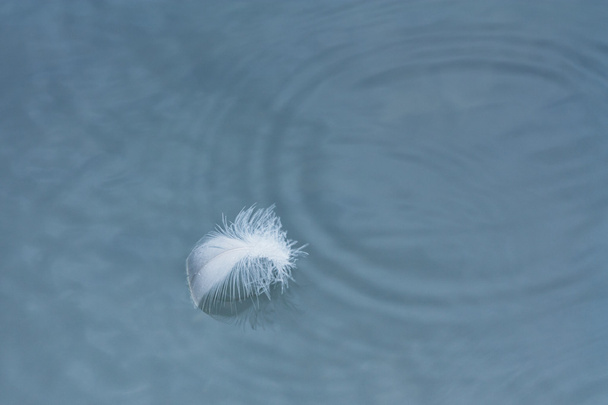 schwimmende weiße Feder - Foto, Bild