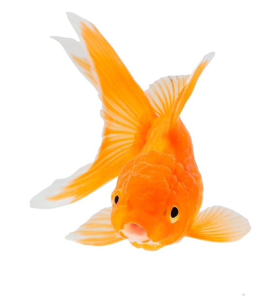 Gold fish. Isolation  on the white. - Photo, Image