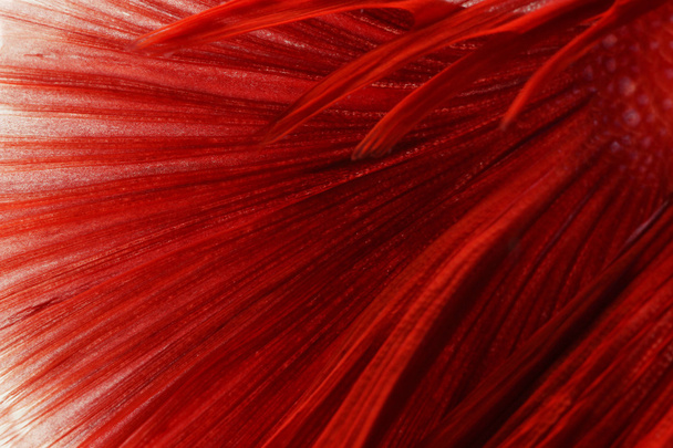 Texture of tail siamese fighting fish - Photo, Image