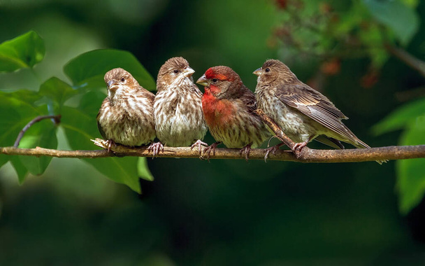 крупный план красивых птиц на ограблении - Фото, изображение