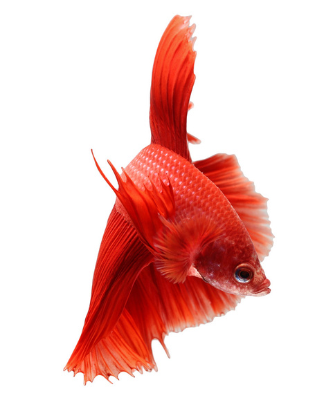 Siamesischer Kampffisch, Beta isoliert auf weißem Hintergrund. - Foto, Bild