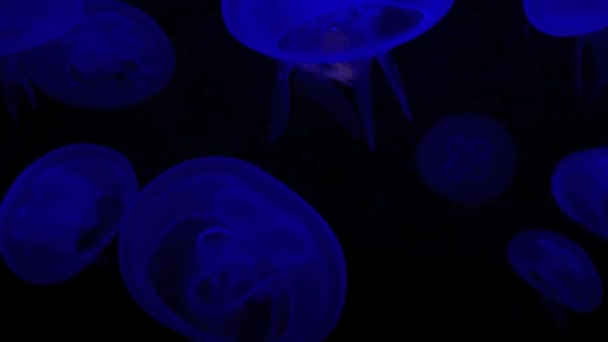 Grupo de medusas
 - Imágenes, Vídeo
