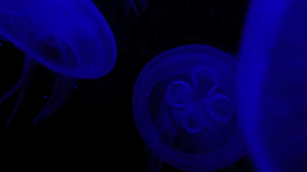Group of jellyfish - Metraje, vídeo