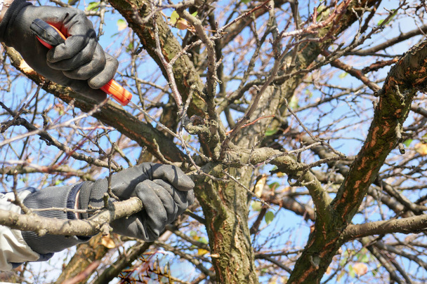 Luvas mãos de jardineiro fazendo manutenção poda árvores no outono - Foto, Imagem