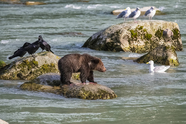 A young grizzly standing on a rock in the river in Alaska, eating salmon, with crows and gulls around - Photo, Image