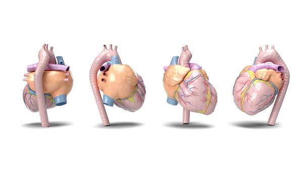 3d vykreslit lidské srdce ve čtyřech úhlech na bílém pozadí. anatomické pozadí lidské orgány medicína srdeční onemocnění chirurgie - Fotografie, Obrázek