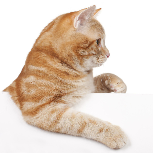 Red domestic cat - Valokuva, kuva
