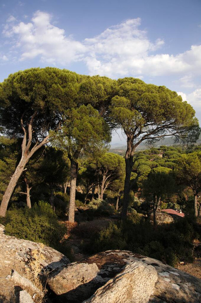 Stone pine forest on a sunny day, Aegean Region, Turkey - Photo, Image
