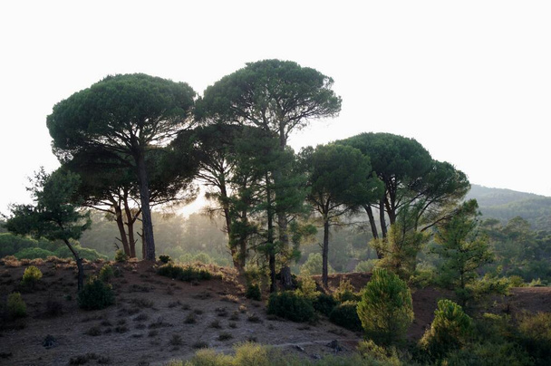 Кам "яний сосновий ліс в сонячний день, регіон Егейського моря (Туреччина). - Фото, зображення