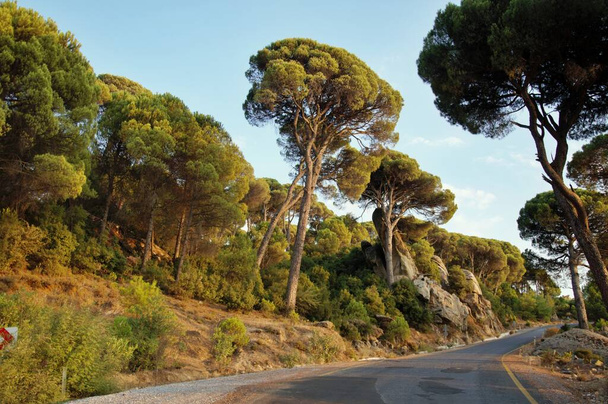 Bosque de pino de piedra en un día soleado, Región del Egeo, Turquía - Foto, imagen